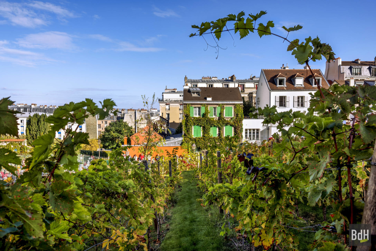 90ème anniversaire de 'La Fête des Vendanges de Montmartre' le 14 Octobre 2023. La vigne du Clos Montmartre