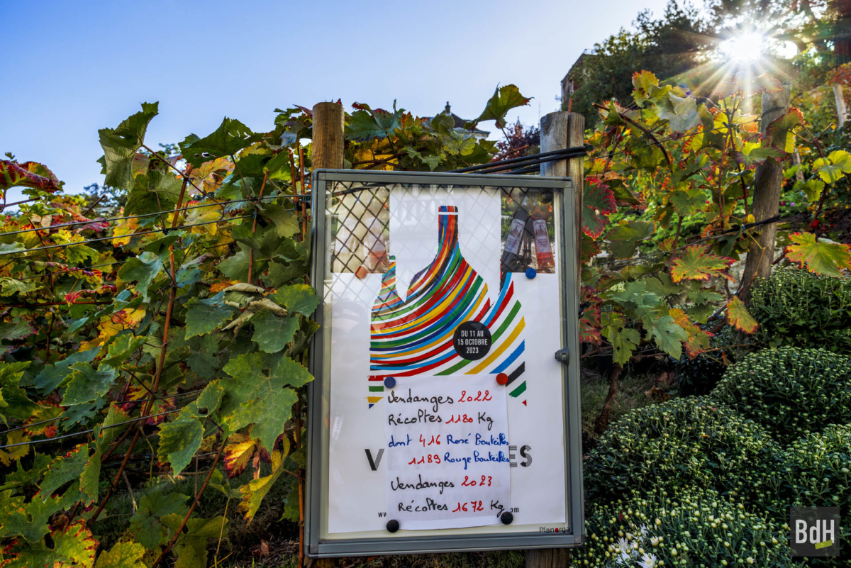 90ème anniversaire de 'La Fête des Vendanges de Montmartre' le 14 Octobre 2023. Affichage de la production de la vigne du Clos Montmartre